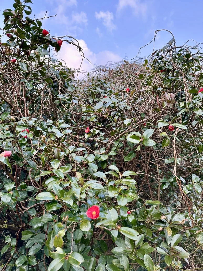 BD915AD5-6ECC-475C-ACDD-4143C9B891A7_1_201_a.jpeg?type=w773