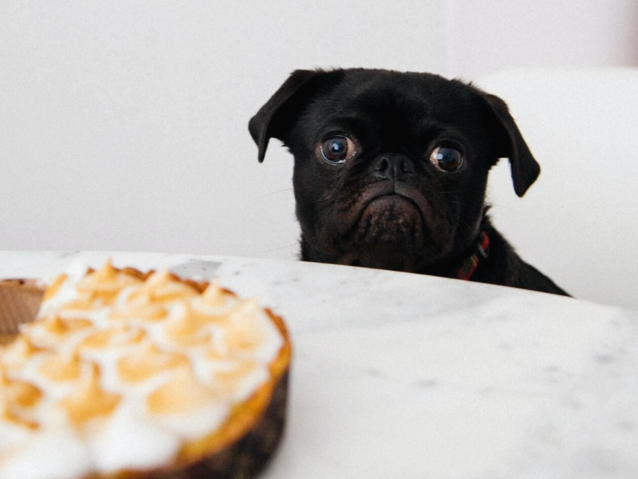 photo-1511029029301-60680e65f7c7?ixlib=rb-1.2.1&ixid=MXwxMjA3fDB8MHxwaG90by1wYWdlfHx8fGVufDB8fHw%3D&auto=format&fit=crop&w=1000&q=80