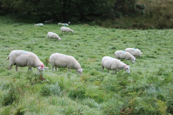 996AA8335A25C66F0D7751