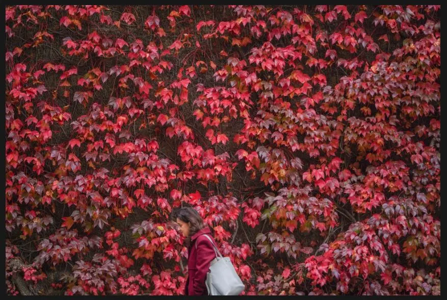 17 10 2025 london, UK  A pedestrian passes the colourful autumn display of Virginia creeper that covers the wall of the Admiralty Citadel, a former second world war fortress in Horse Guards Parade.JPG