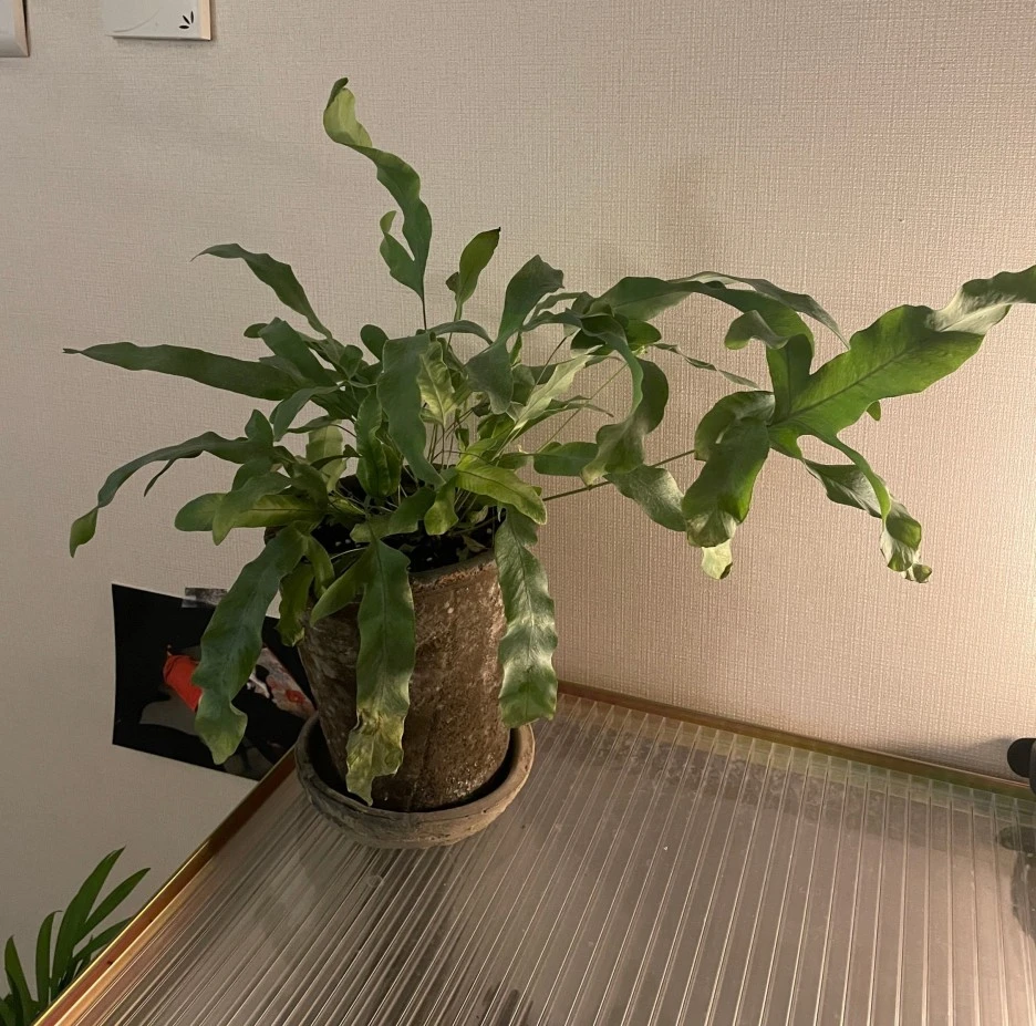 SE-db9fd695-35a6-4145-947e-1dc6853b9d33.jpg?type=w1