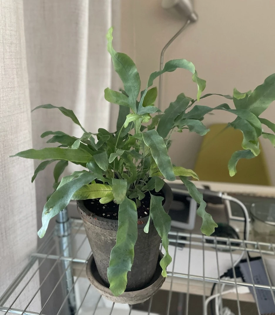 SE-8a55fc19-e8b5-4121-b481-ac38c4322d92.jpg?type=w1