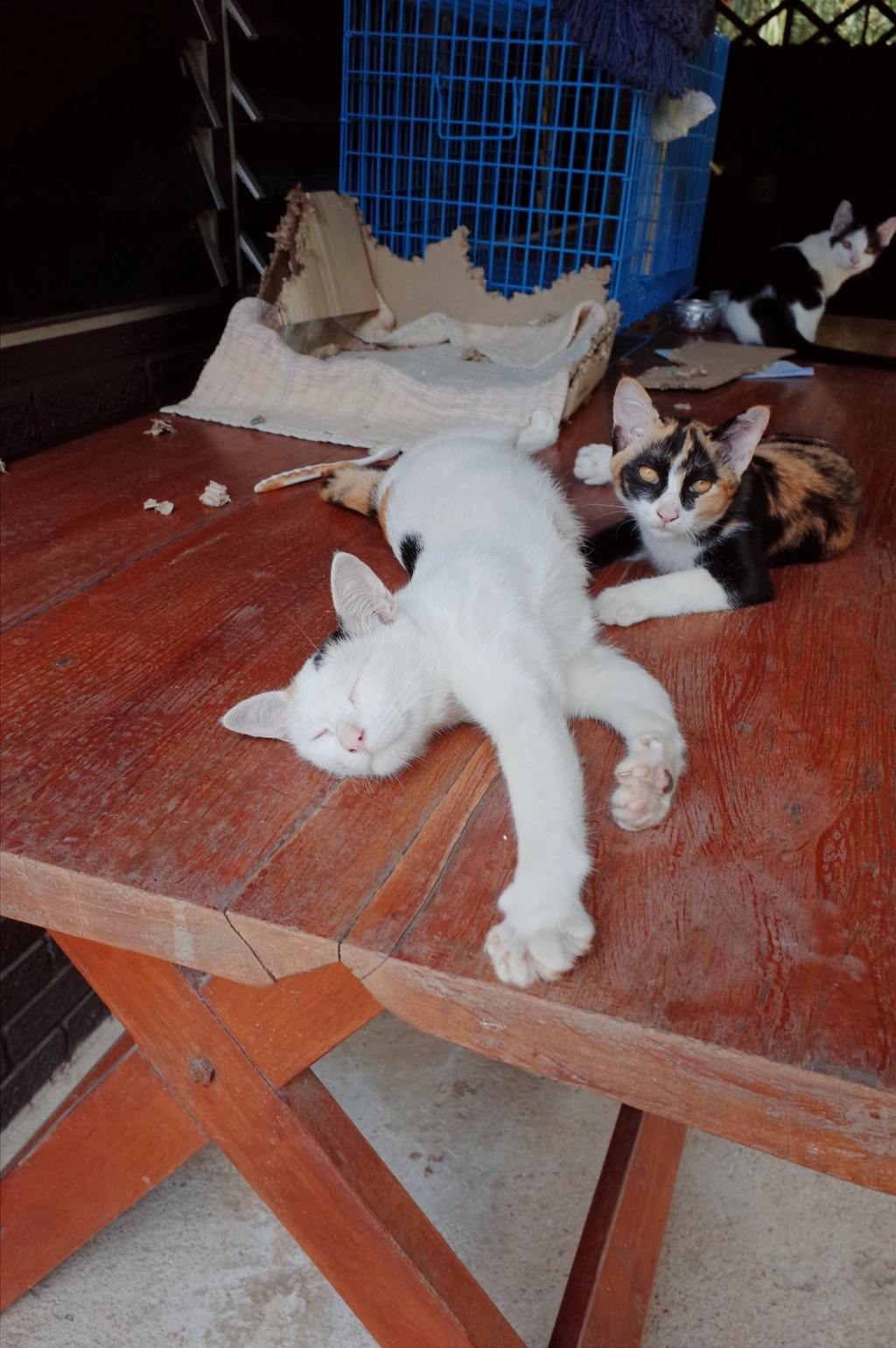 21478237553CEB0C25BFB2