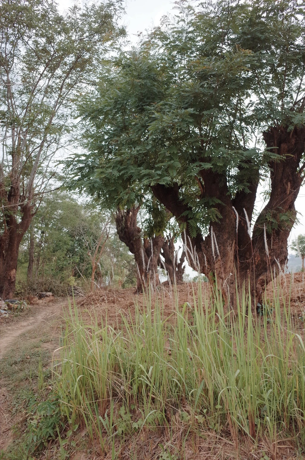 251B2E45556BD5D52977ED