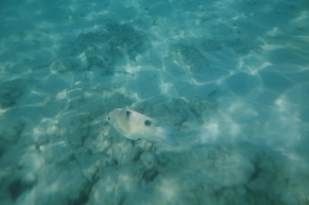 22102745555EAEB128AC31