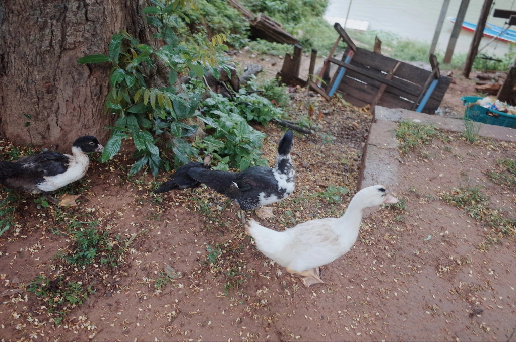 245C3F3E556C75B22A6E45