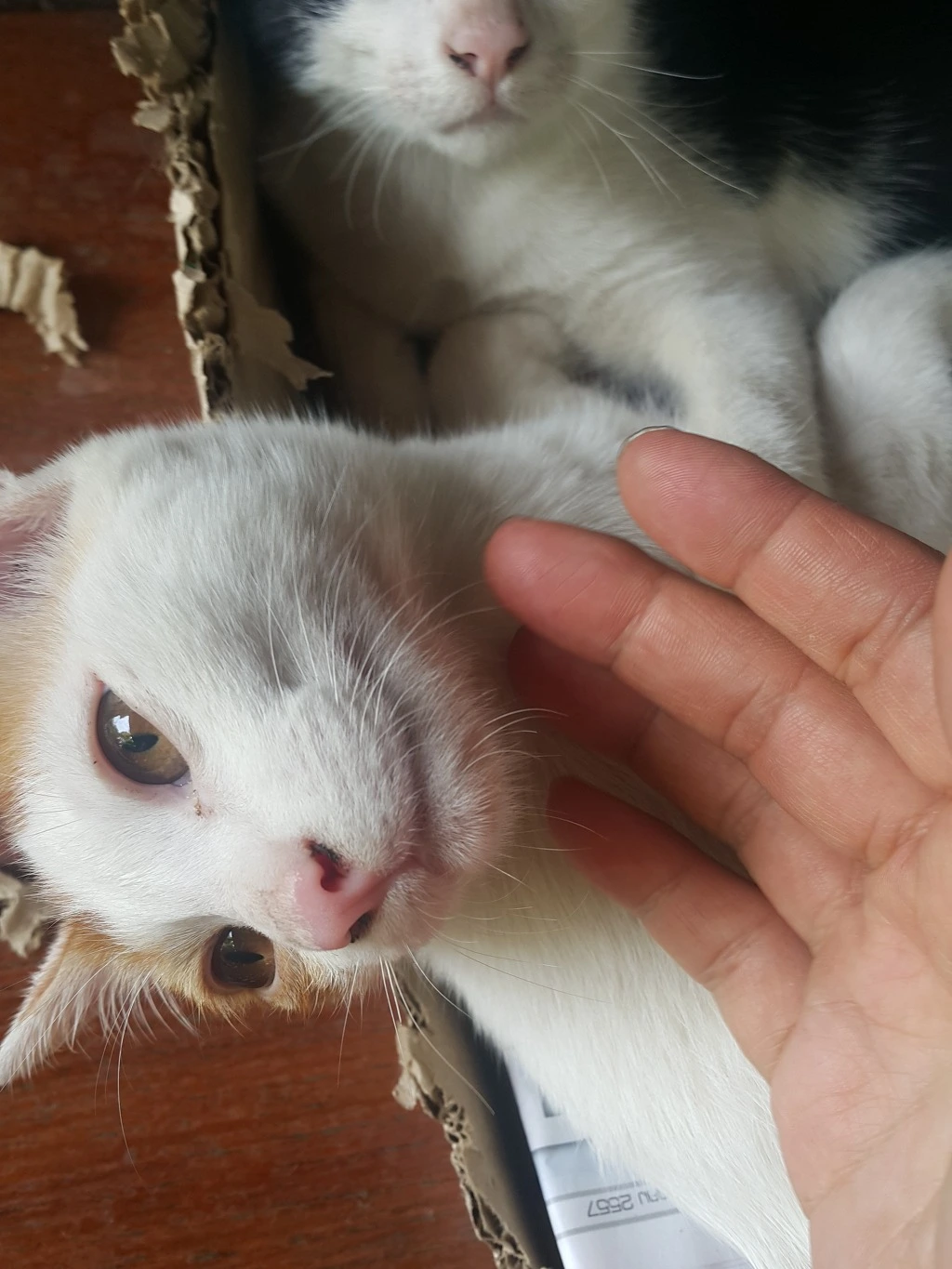 2336CC44553A5A1E3510B7