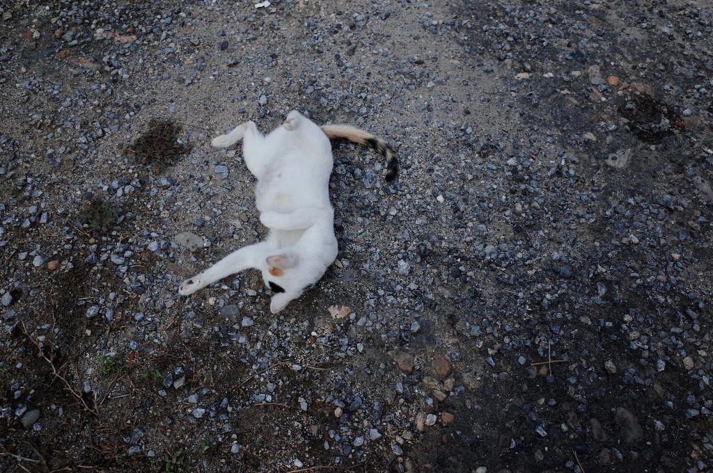 2430453C553C5D4A2A1FC4