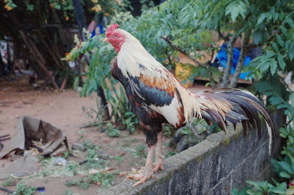 247AE43B556C75C31C5C52