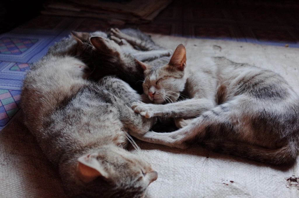 252D4D3D556BD35807AA03