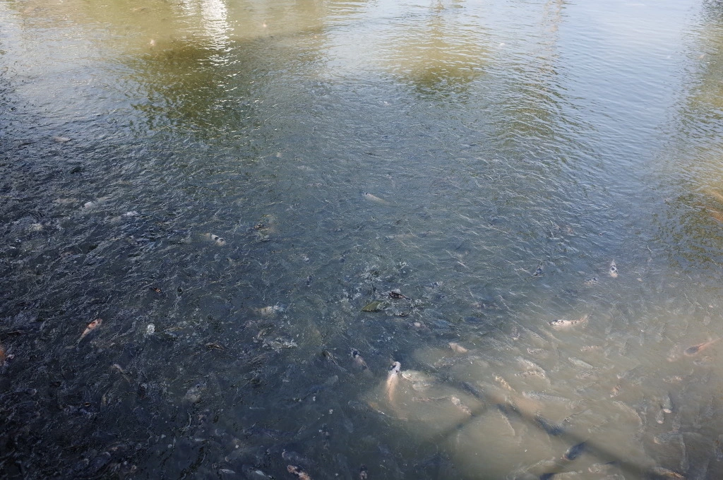 2411CA43556A55F806BB81