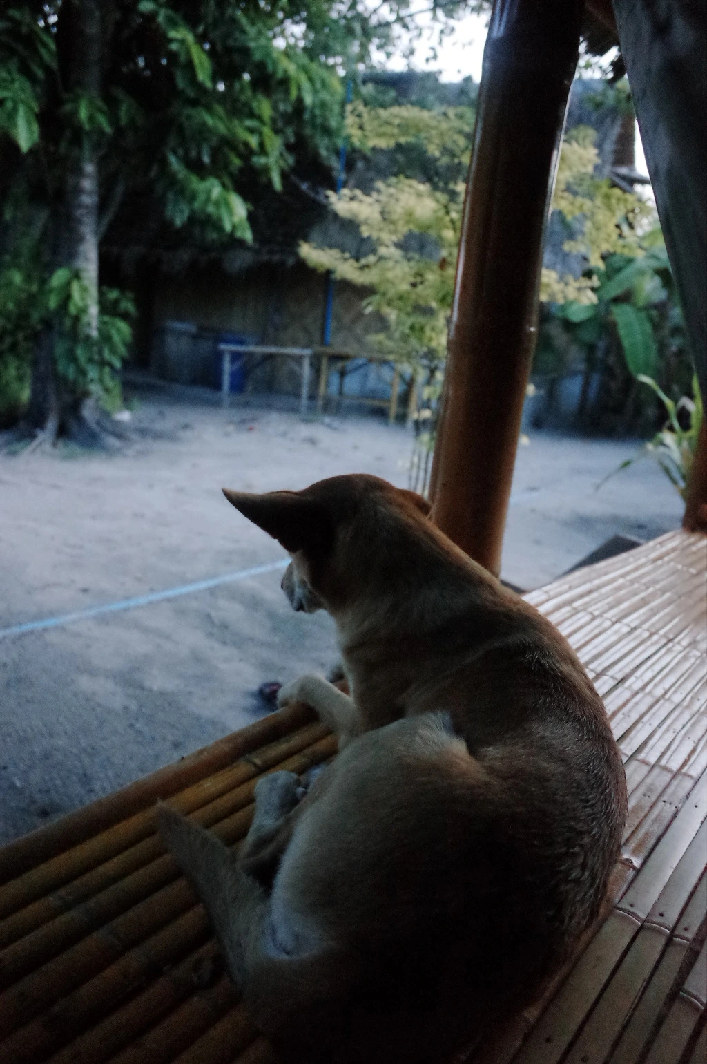 230AB336555DFD1237AB49