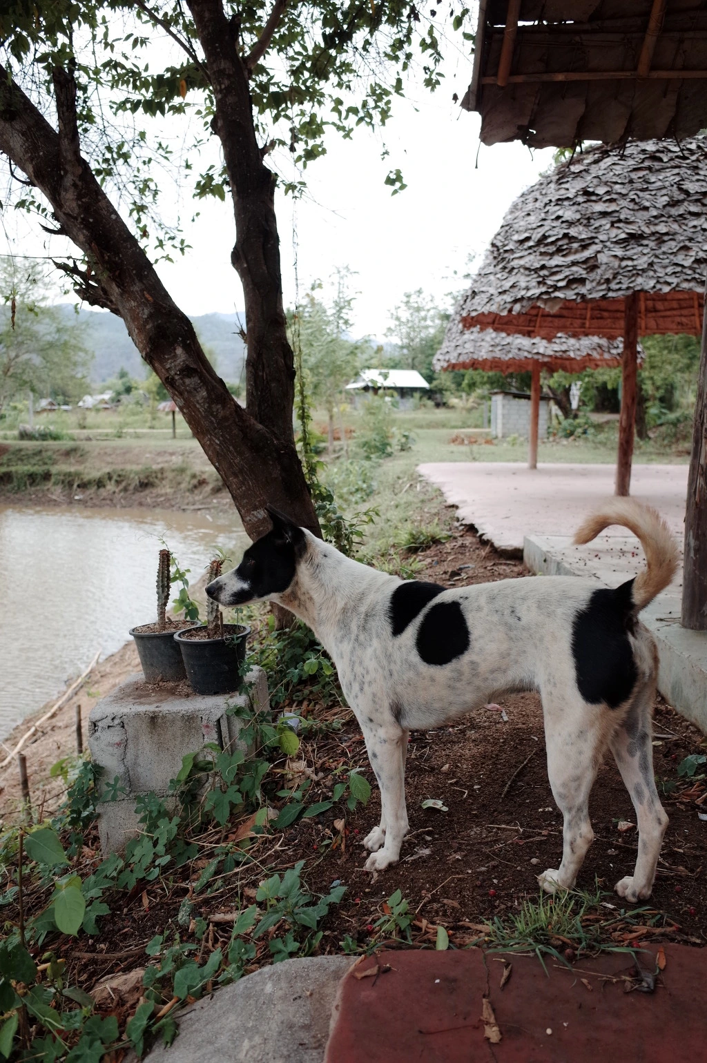 253B6A3F553A5E6C28B2B0