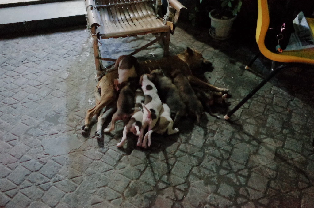 264D1533555DF787043DB5