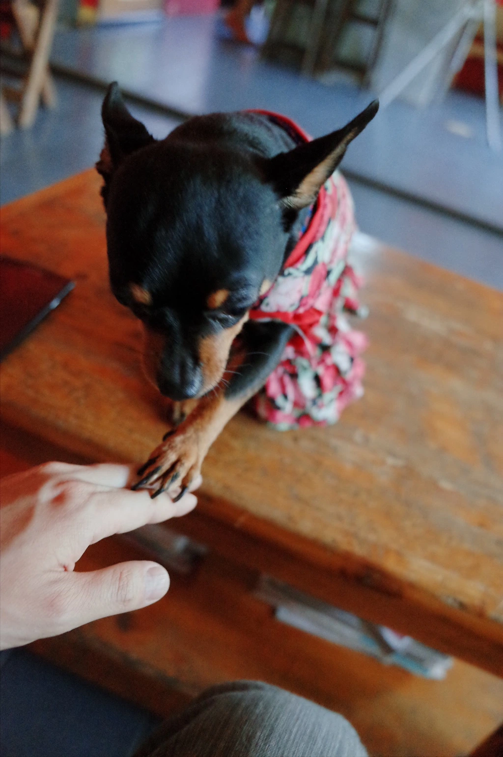 24447D44553CED3A3693A5