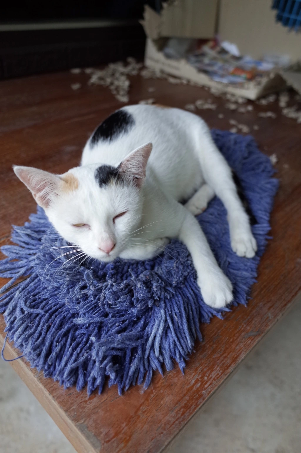 232D8443553A60C60E4C87