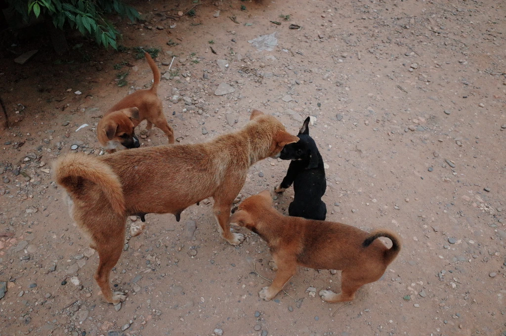 254C2A39556C73D5100DD9