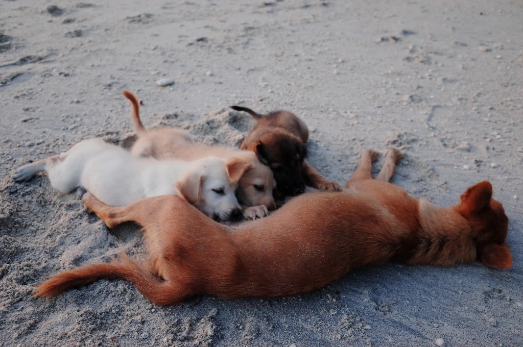 231CE03D555E161A0C6D1B