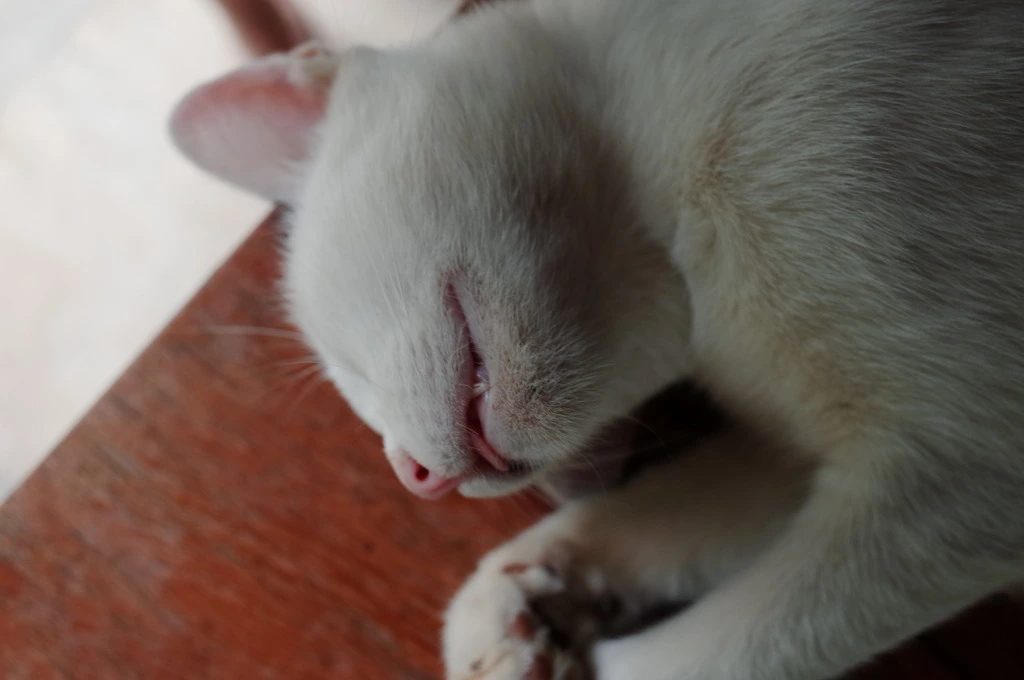 23524636553A58B41AB3BB