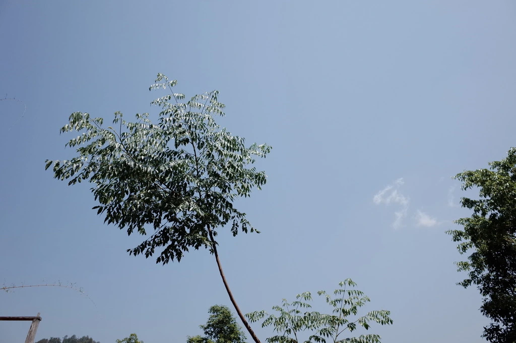 270F6C39556BD3CD1DD56C