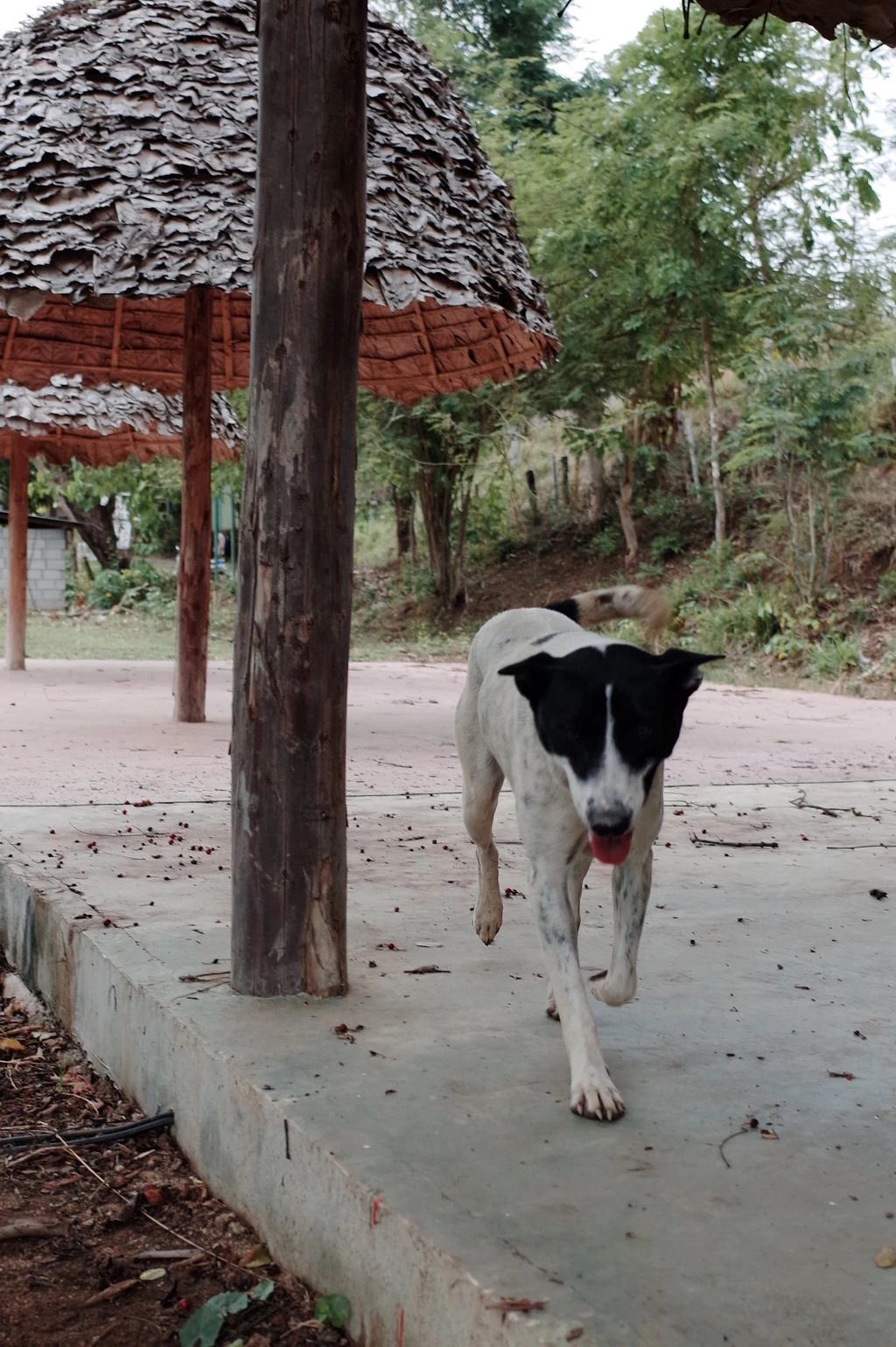 23609536553A5DF1271903