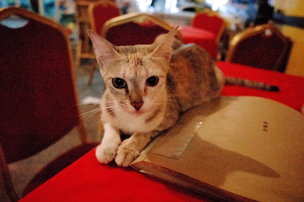 224E76465566601A2C461D