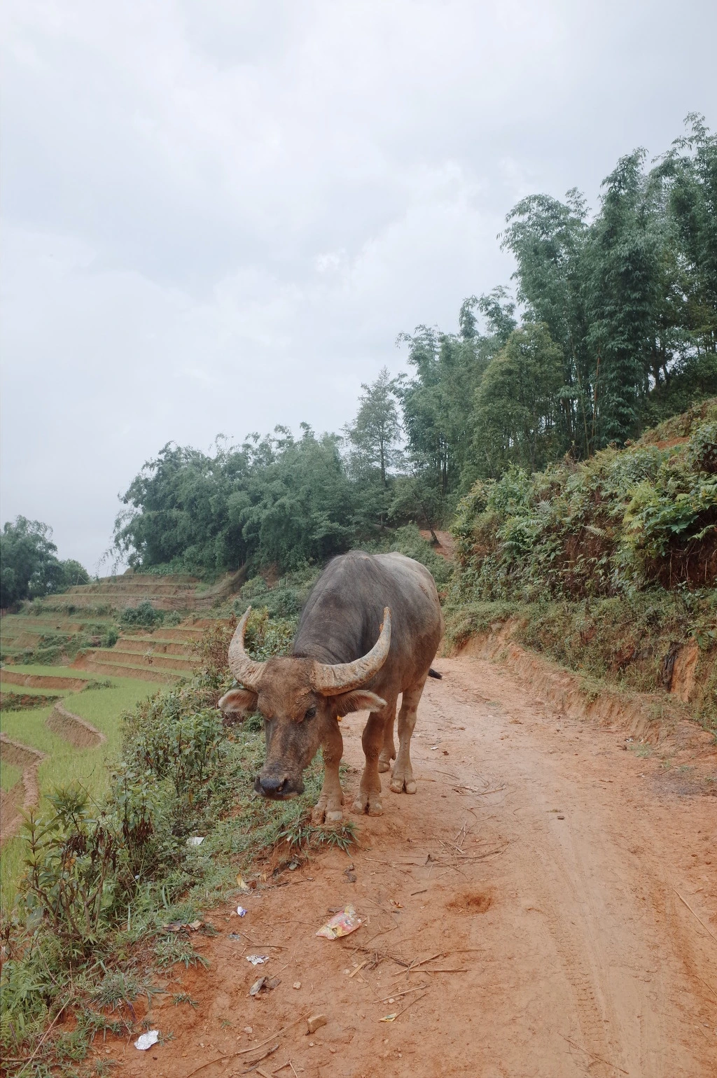 221C8F45557463732053AE