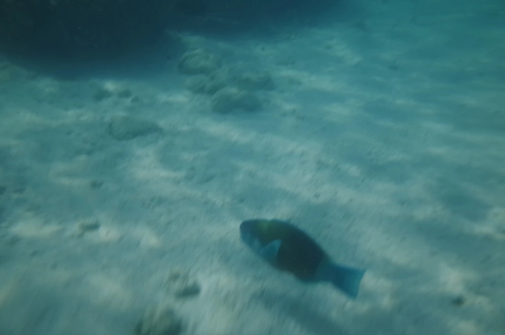 247F423F555EB74B0218EA