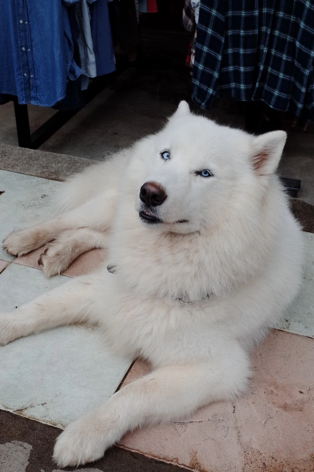 217A233E553A54611E79D9