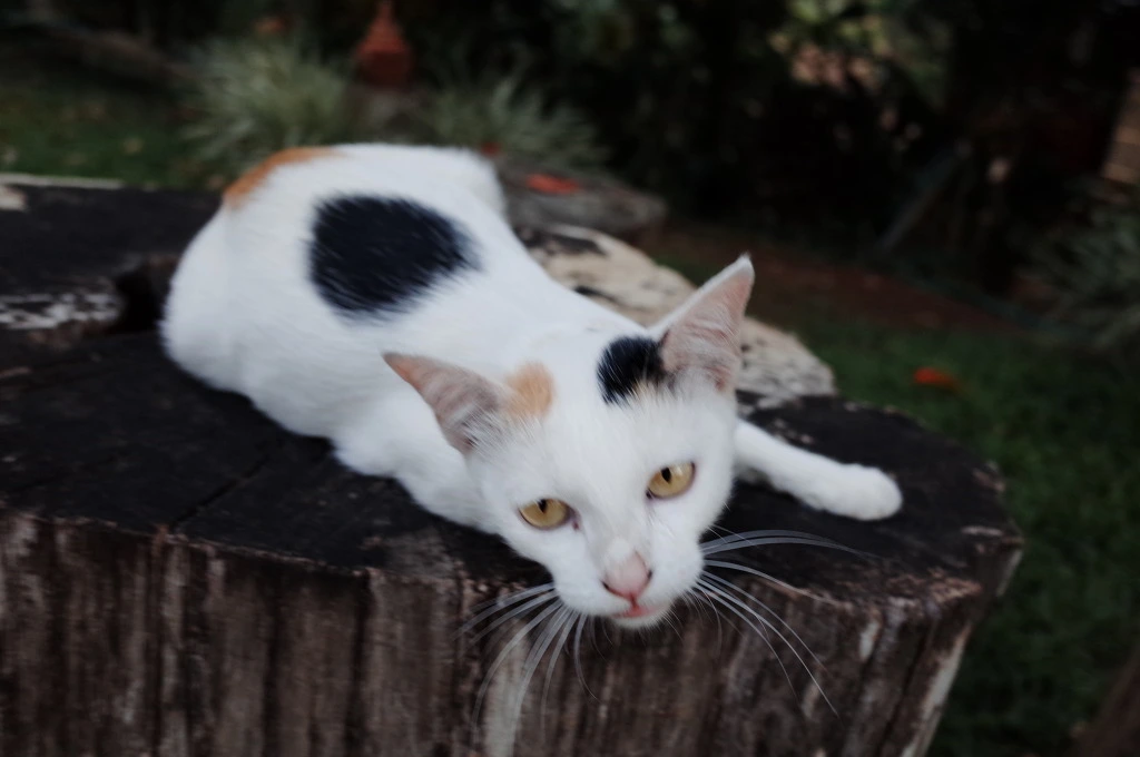 243A613B553C61131BFA34