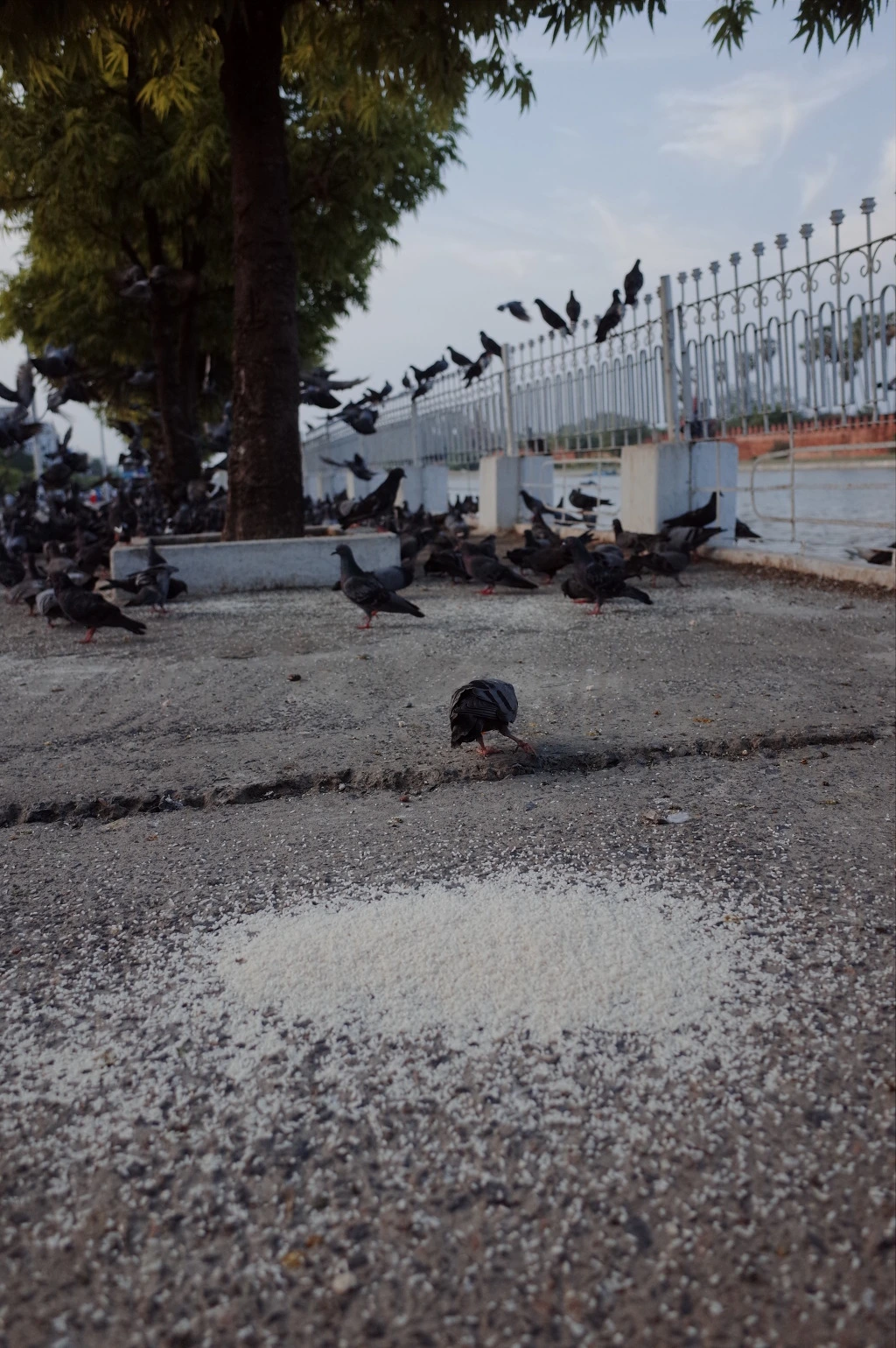 21289635556D8A661756D7