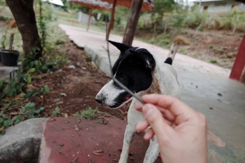 230A3F36553A5E450E925B