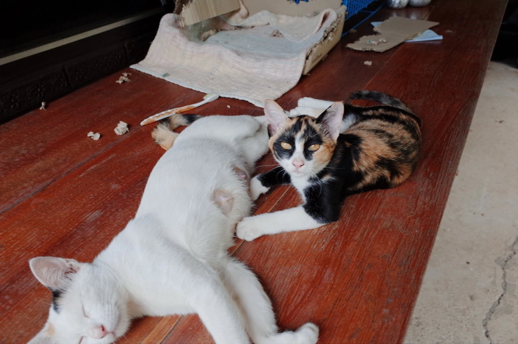 216A3F44553CEB4D05DA43