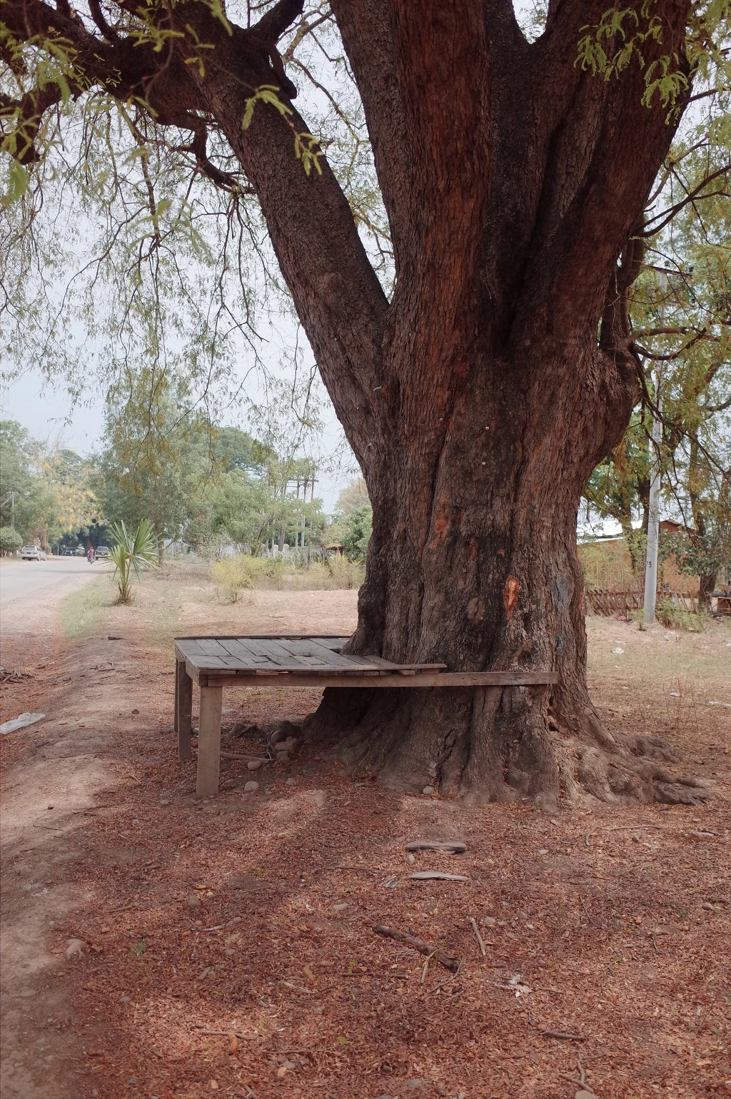 232DDD39556CF69930EDAE