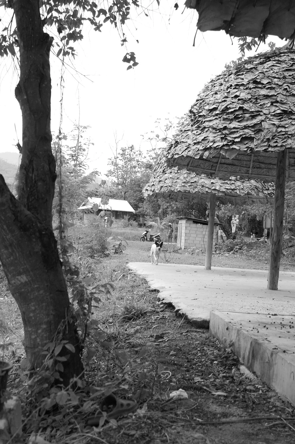 23383135553A5DCF13A696