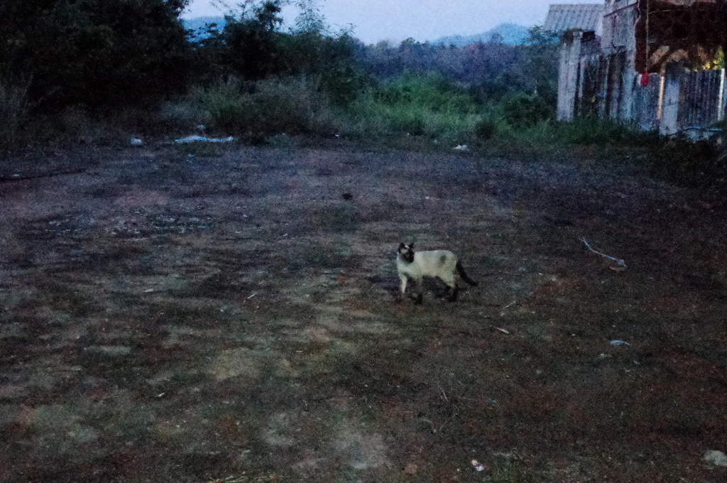 27775142553A61DF1E4A02