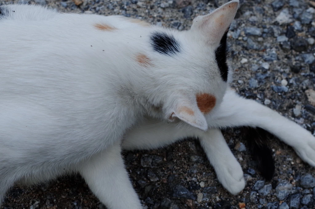 210D9137553C5D59128EF9