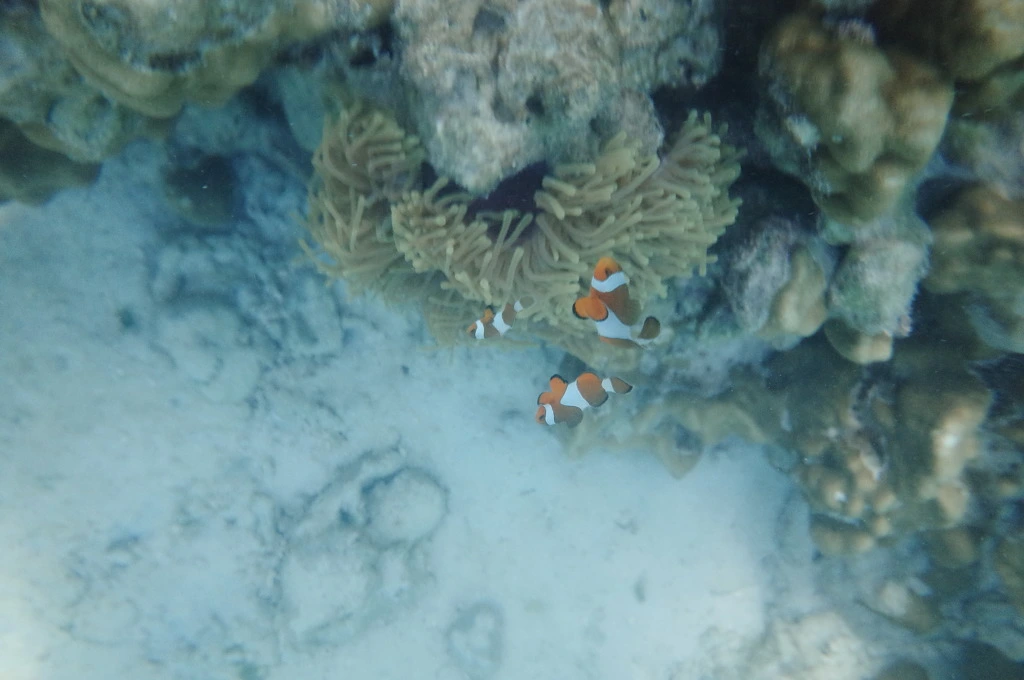 232FDF37555EB21434C4A6