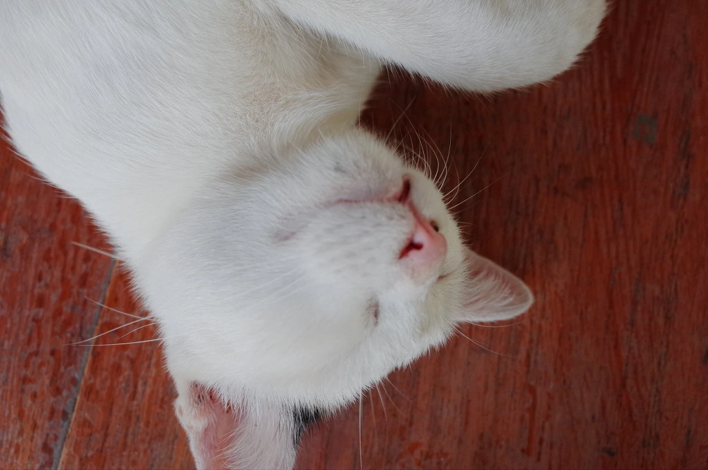 271CBA34553CEB3E14A54A