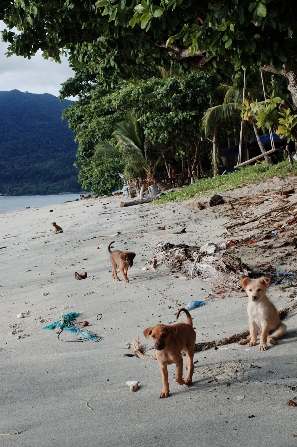 231ACC45555E15952758A9