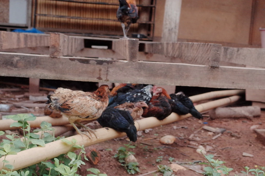 252A1242556C7430068B29