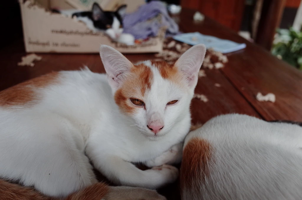 2240A445553A57AC0AACBF