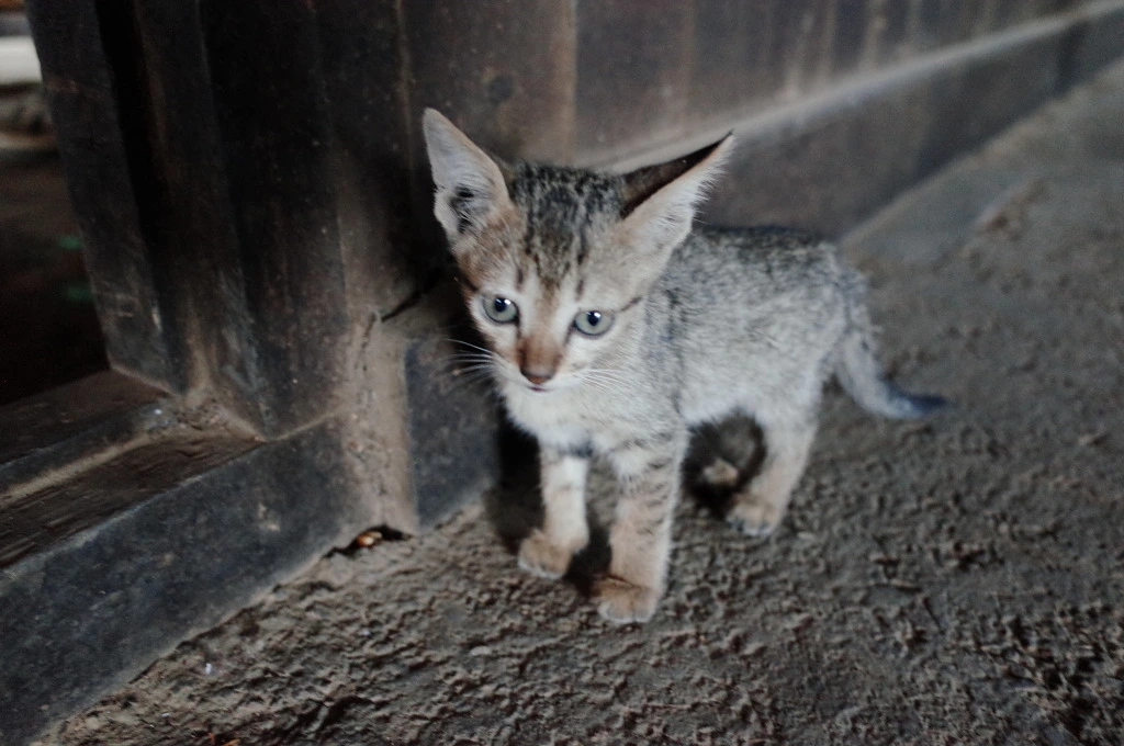 262D7D38556BC71A1827C0