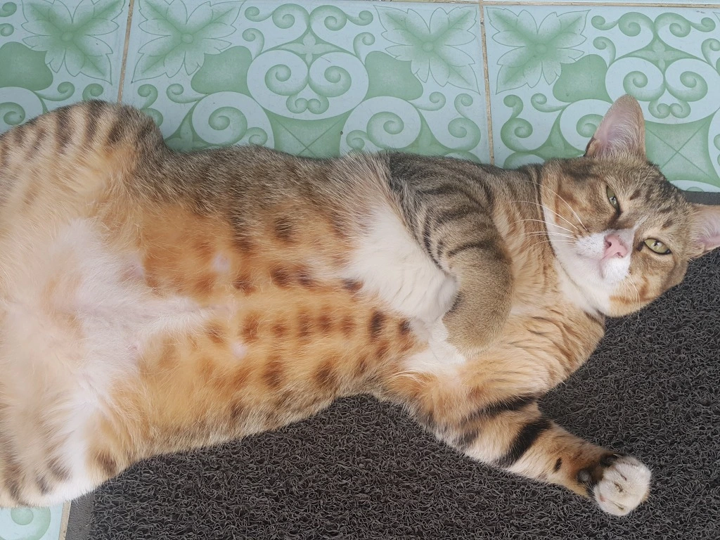 2117D533553A5778048749