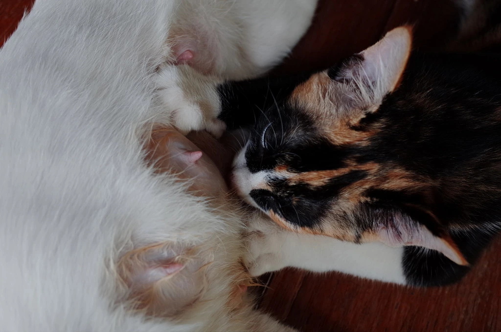 22452344553CEB31222925