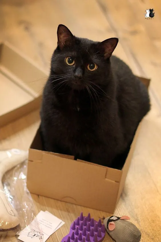 e494b8c445ad319d667432177e260cd2.jpg?type=w966