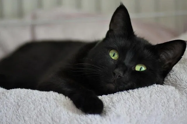 fd3b8756763915385ab6730dc2808b0e.jpg?type=w966