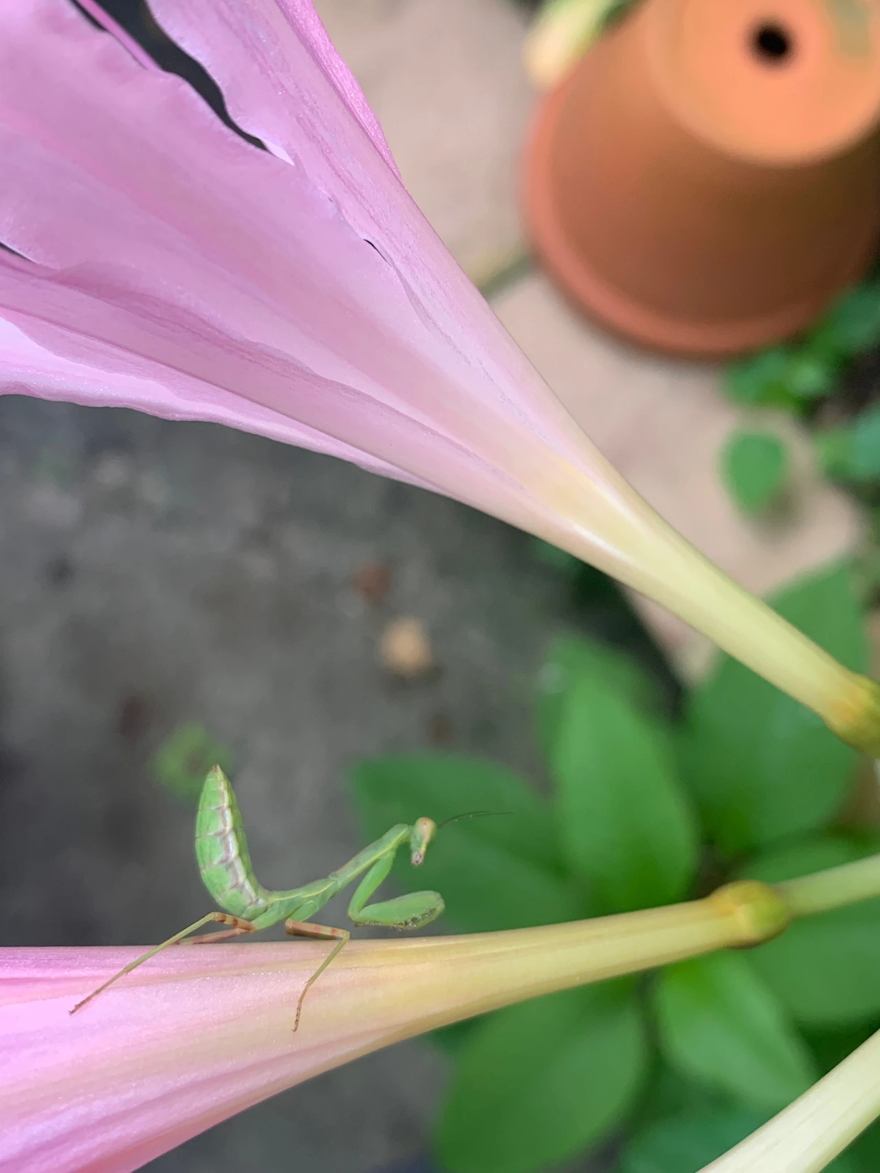 0722_상사화 사마귀_01.jpeg