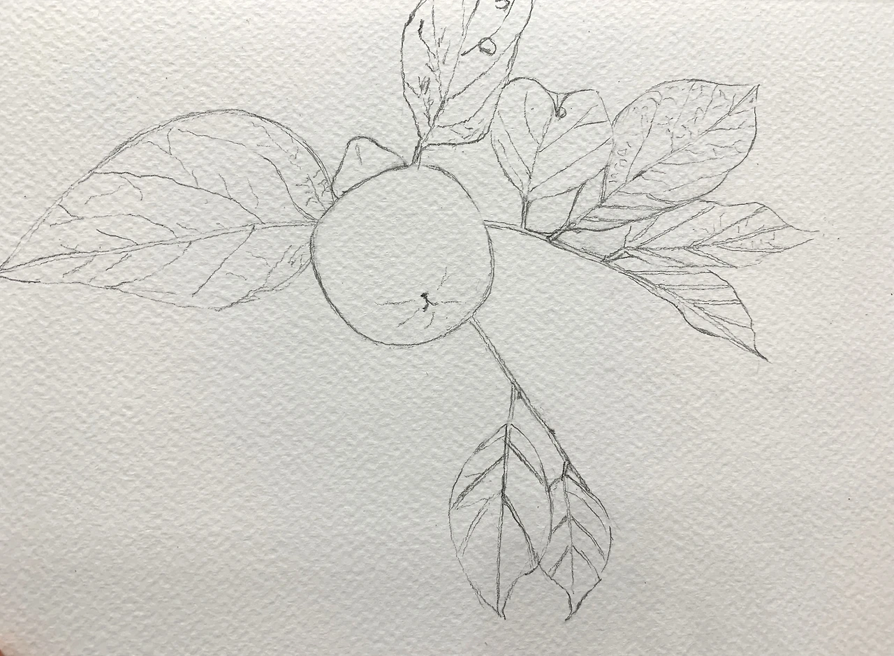 240725_감나무 그림_01.jpeg