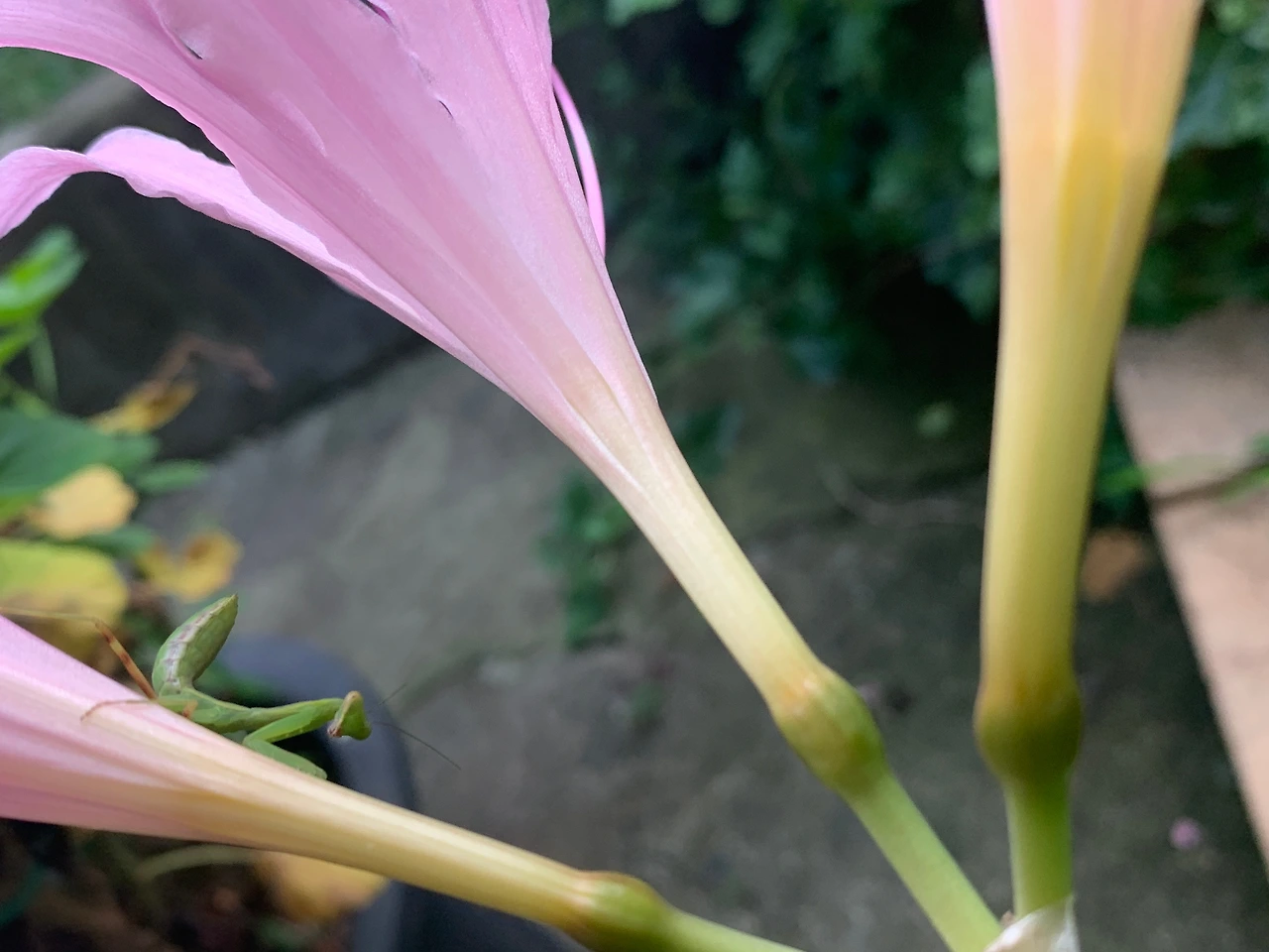 0722_상사화 사마귀.jpeg